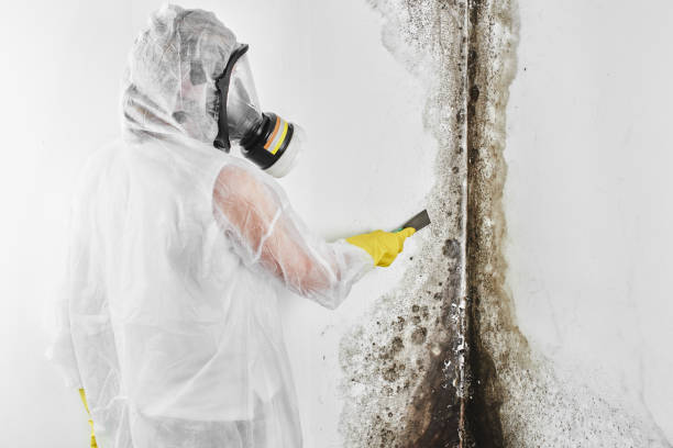 Trusted Flat Rock, NC Mold Remediation Experts
