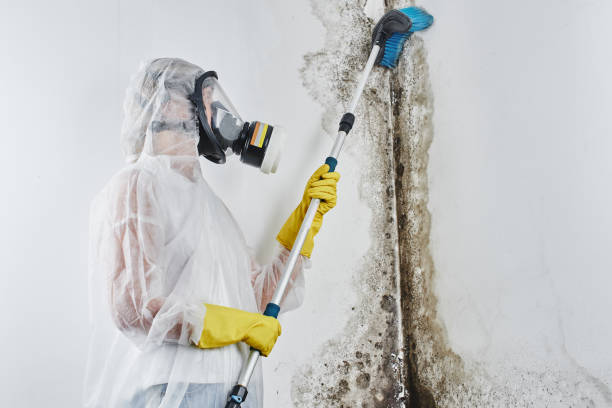 Best Emergency Mold Remediation in Flat Rock, NC